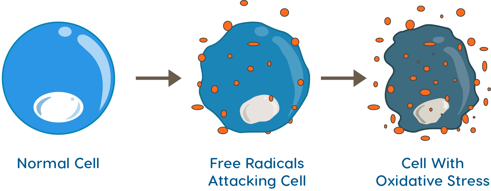 Diagram illustrating a normal cell, free radicals attacking cell, and cell with oxidative stress