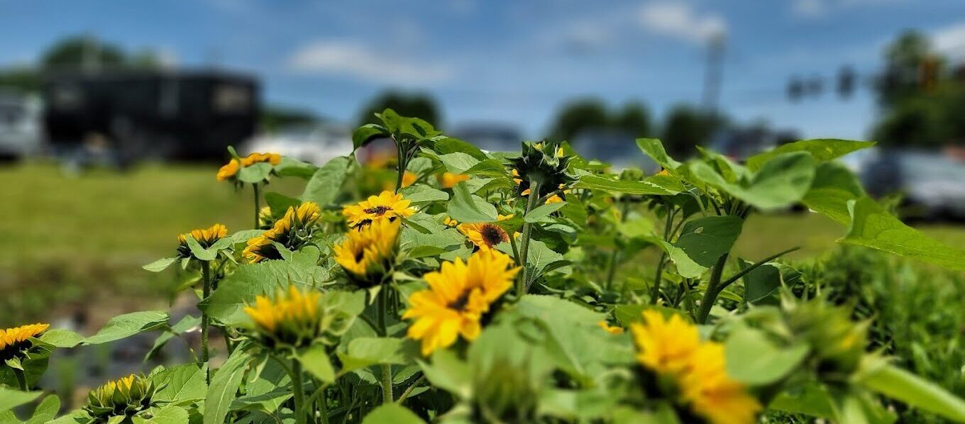 Sunflowers on the regenerative farm from Ashley Grouch of The Farm Life Movement